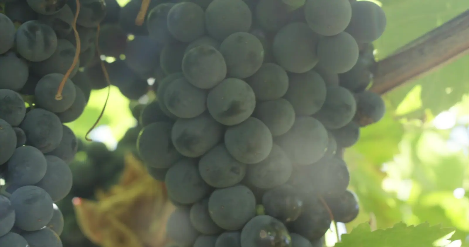 Rego Fine Wines, production still 3