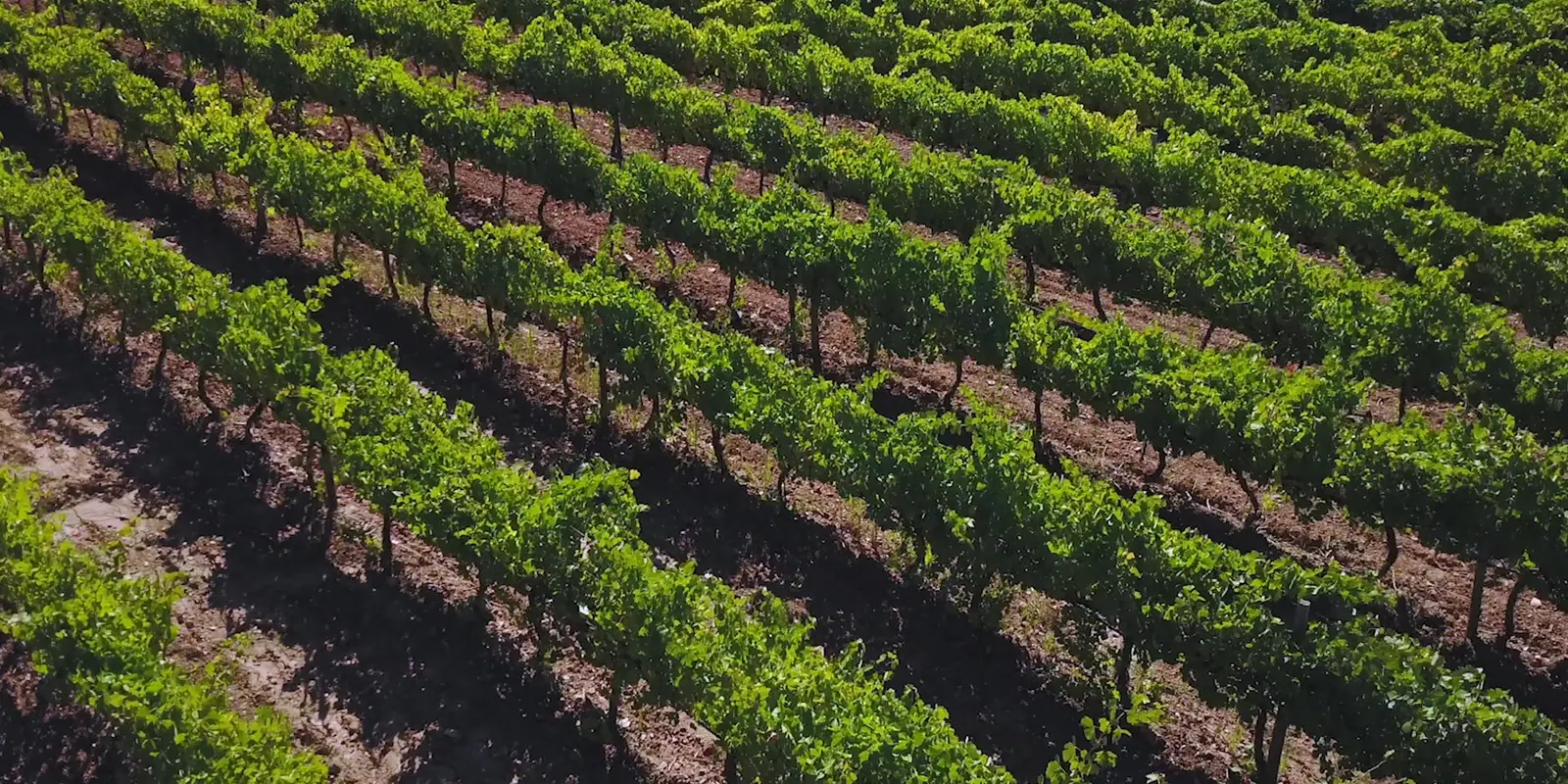 Rego Fine Wines, production still 6