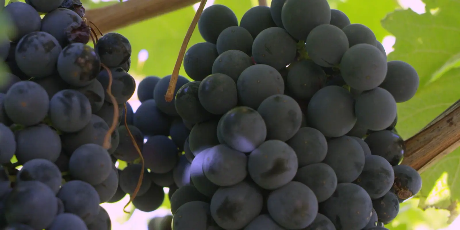 Rego Fine Wines, production still 9
