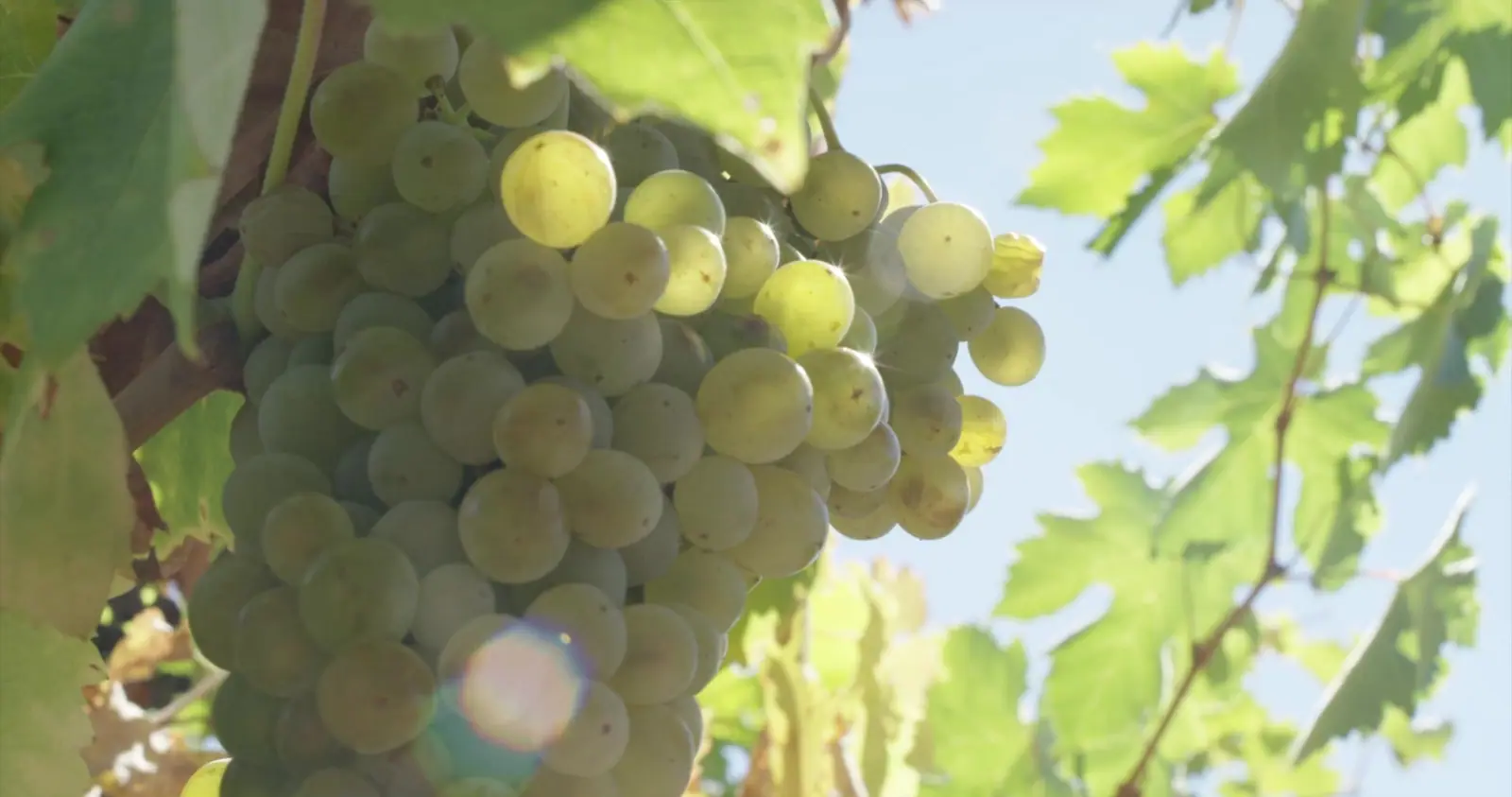 Rego Fine Wines, production still 12