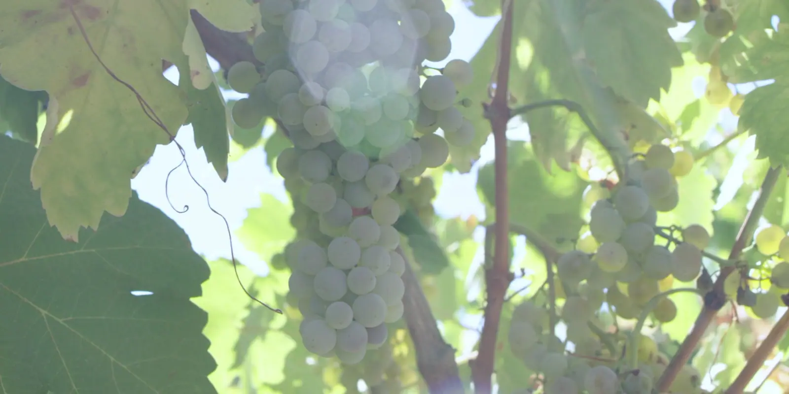 Rego Fine Wines, production still 13